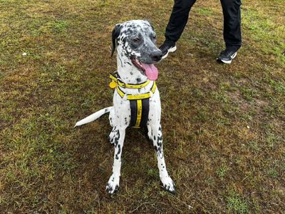Lily | Dalmatian Cross | Canterbury - 3