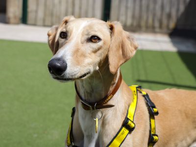 Codie | Saluki Cross | Evesham (Worcestershire) - 5