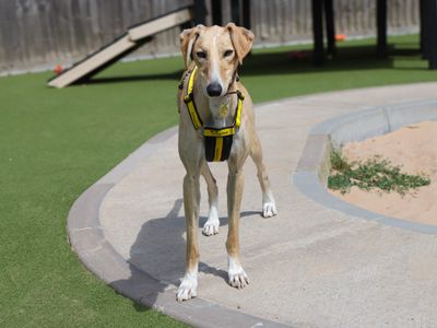 Codie | Saluki Cross | Evesham (Worcestershire) - 3