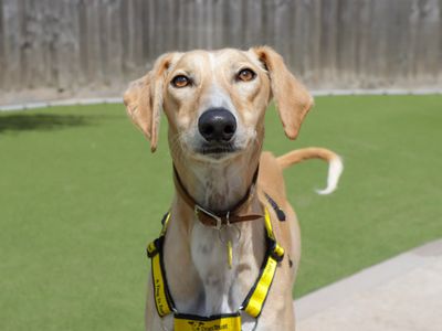 Codie | Saluki Cross | Evesham (Worcestershire) - 5