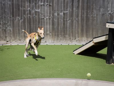 Codie | Saluki Cross | Evesham (Worcestershire) - 3