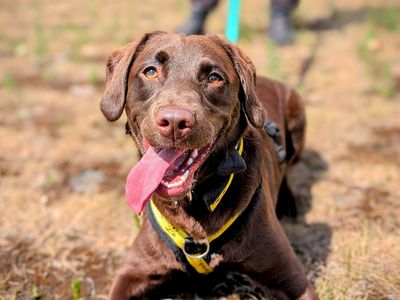 Tilda | Poodle (Miniature) Cross | Cardiff - 3
