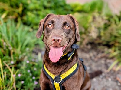 Tilda | Poodle (Miniature) Cross | Cardiff - 5