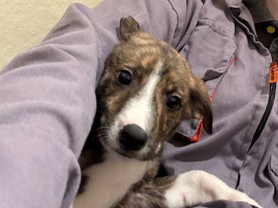 Jacob | Collie (Border) Cross | Ballymena (Northern Ireland) - 3