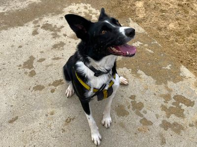 Bertha, a 4 years old female Border Collie available for adoption from Dogs Trust in Kent