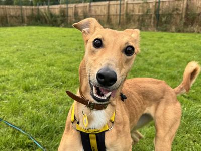 Nessie | Lurcher | West Calder (Edinburgh) - 3