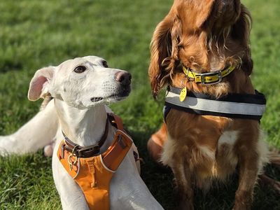 Milo | Spaniel (Cocker) | Darlington - 5