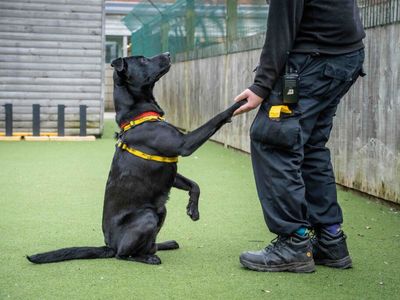 Roland | Crossbreed | Loughborough - 3