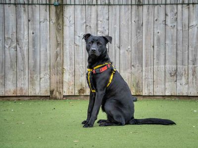 Roland — Mixed Breed