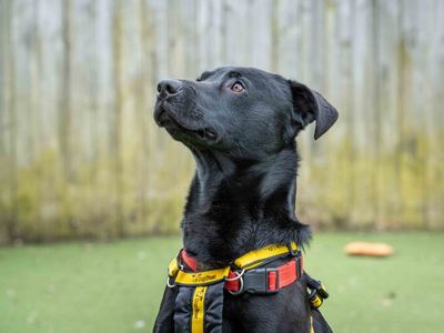 Roland | Crossbreed | Loughborough - 5