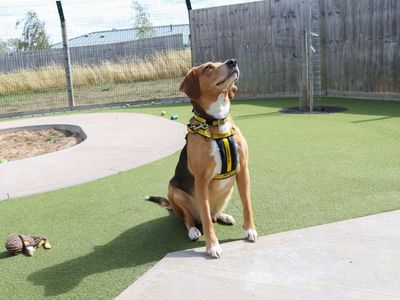 Reuben | Beagle Cross | Evesham (Worcestershire) - 3