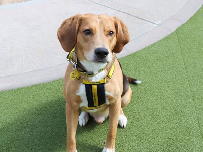 Reuben | Beagle Cross | Evesham (Worcestershire) - 5