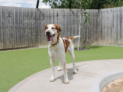 Hartley | Foxhound Cross | Salisbury (Wiltshire) - 5