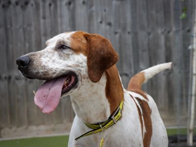 Hartley, a 3 years old male Foxhound available for adoption from Dogs Trust in Wiltshire