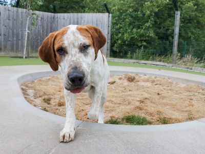 Hartley | Foxhound Cross | Evesham (Worcestershire) - 5