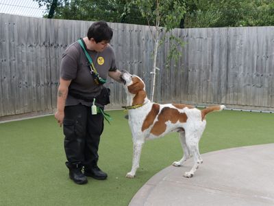 Hartley | Foxhound Cross | Evesham (Worcestershire) - 3