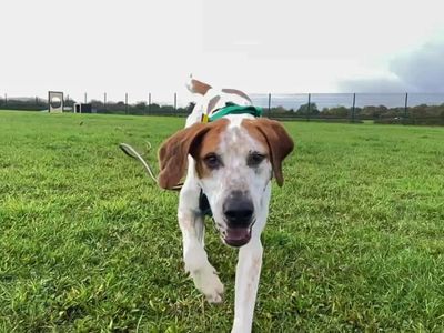 Hartley | Foxhound Cross | Salisbury (Wiltshire) - 3