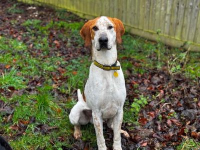 Hartley | Foxhound Cross | Salisbury (Wiltshire) - 1