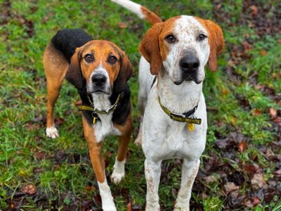 Hartley | Foxhound Cross | Salisbury (Wiltshire) - 3
