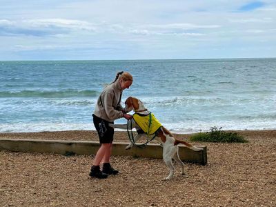 Hartley, a 4 years old male Foxhound available for adoption from Dogs Trust in Wiltshire