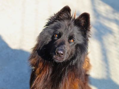 Cole | Belgian Shepherd Dog (Malinois) Cross | Manchester - 1