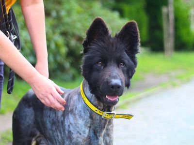 Cole | Belgian Shepherd Dog (Malinois) Cross | Manchester - 3