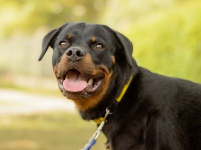Diesel | Rottweiler | Kenilworth (West Midlands) - 5