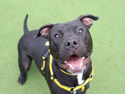 Frodo | Terrier (Staffordshire Bull) Cross | Glasgow - 3
