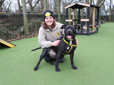 Frodo | Terrier (Staffordshire Bull) Cross | Glasgow - 5