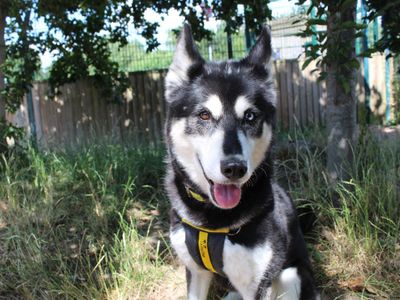 Tiffany | Siberian Husky | Shrewsbury (Shropshire)