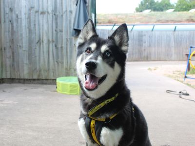 Tiffany | Siberian Husky Cross | Shrewsbury (Shropshire) - 3