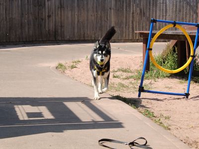 Tiffany | Siberian Husky Cross | Shrewsbury (Shropshire) - 5