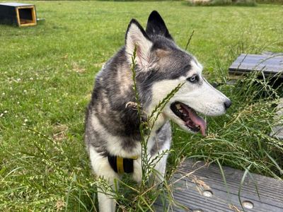 Aurora | Siberian Husky | Shrewsbury (Shropshire) - 3