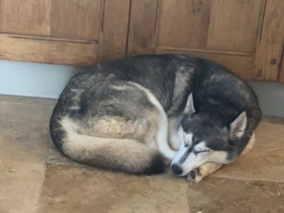Aurora | Siberian Husky | Shrewsbury (Shropshire) - 5