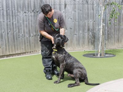 Neville | Italian Corso Dog | Evesham (Worcestershire) - 2