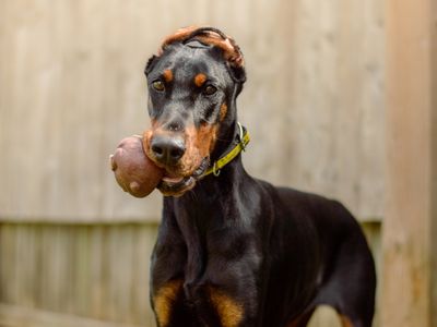 Astrid | Dobermann | Kenilworth (West Midlands) - 1