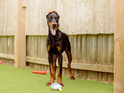 Astrid | Dobermann | Kenilworth (West Midlands) - 3
