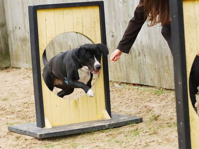 Penny | Retriever (Labrador) Cross | Leeds - 5