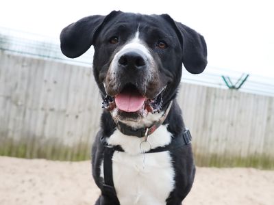 Penny — Retriever (Labrador) Cross