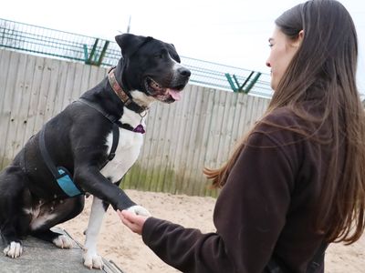 Penny | Retriever (Labrador) Cross | Leeds - 3