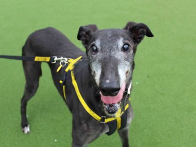 Bo | Greyhound | Glasgow - 3