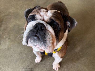 Buzz | Bulldog | Basildon (Essex) - 3
