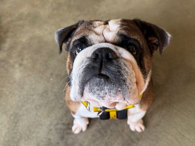 Buzz | Bulldog | Basildon (Essex) - 2