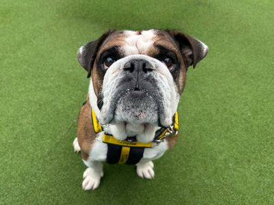 Buzz | Bulldog | Basildon (Essex) - 5