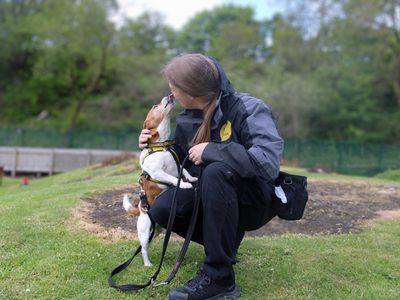 Tom | Terrier (Jack Russell) | Merseyside (Liverpool) - 2