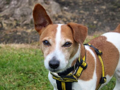 Tom | Terrier (Jack Russell) | Merseyside (Liverpool) - 4
