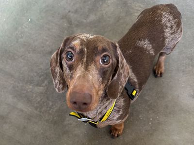 Ralph | Dachshund (Miniature Smooth Haired) | Basildon (Essex) - 3