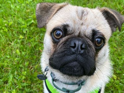 Winston (Winny) | Pug | Cumbria rehoming - 3
