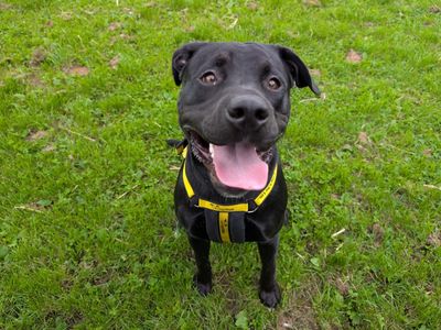 Reggie | Retriever (Labrador) Cross | West Calder (Edinburgh) - 3
