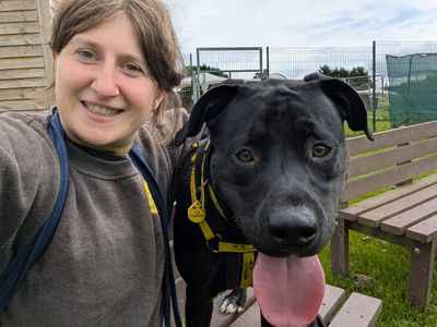Reggie | Retriever (Labrador) Cross | West Calder (Edinburgh) - 5